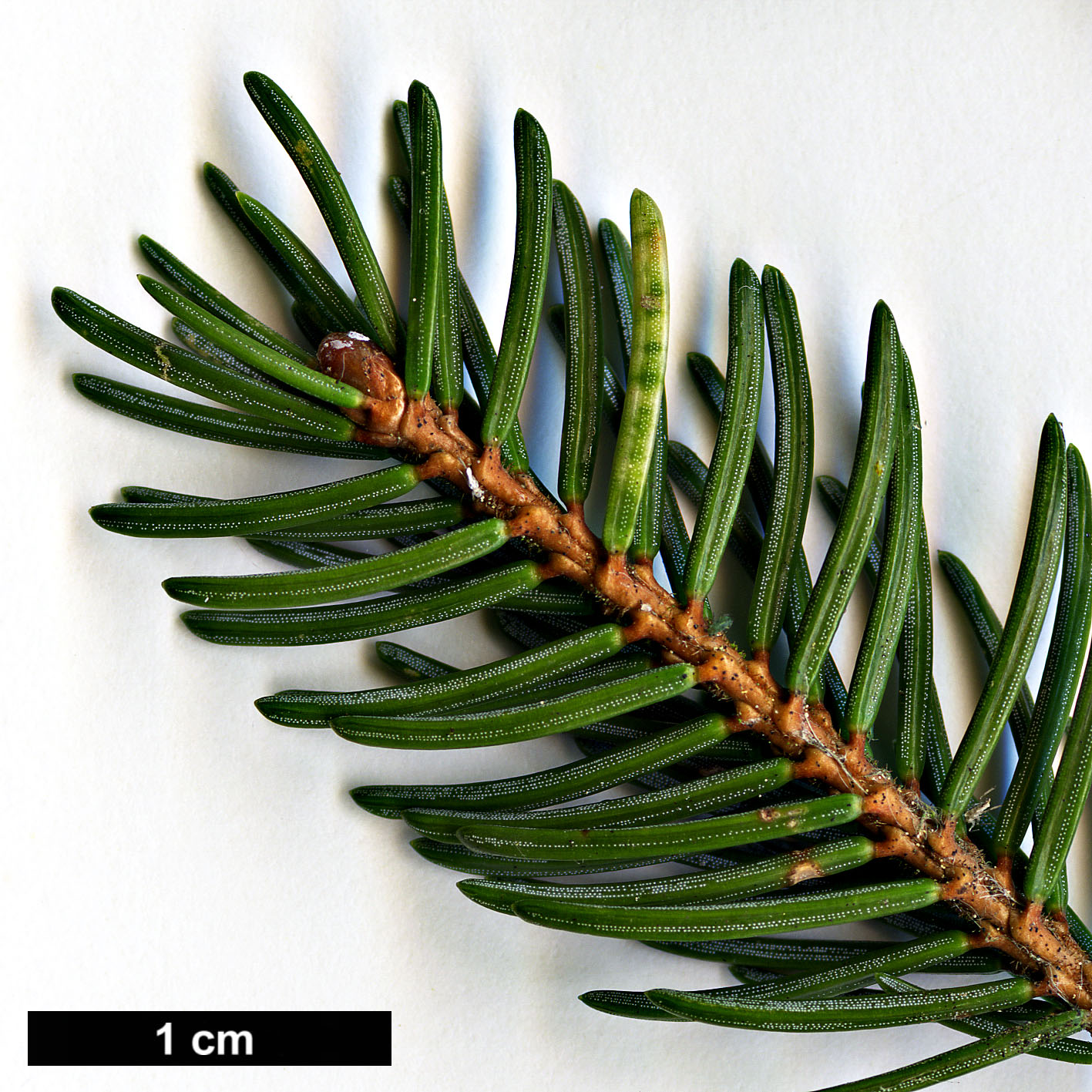 High resolution image: Family: Pinaceae - Genus: Picea - Taxon: koyamae 